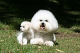 BICHON FRISE 603